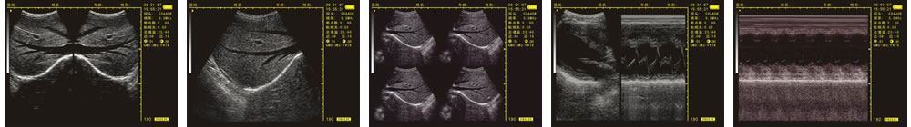 V-20掌上B型超聲診斷儀(動物版)一流的數(shù)字成像技術(shù)，圖像更清晰